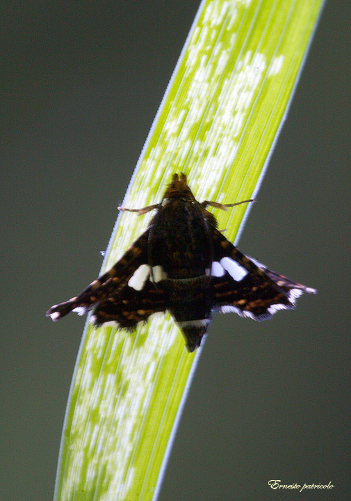 Thyris fenestrella